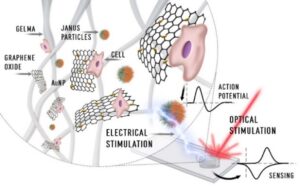 Schematic of a duplex composite hydrogel structure demonstrating dual stimulation and sensing capabilities.