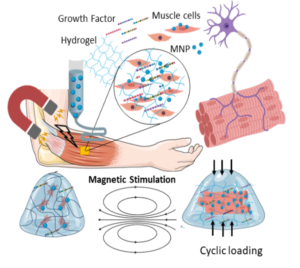 Schematic of 3D printing of mechano-responsive ferrogels for skeletal muscle tissue engineering. MNP: magnetic nanoparticle.