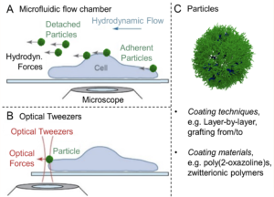 Measurement of the interactions between stealth-polymer functionalized particles and cells.