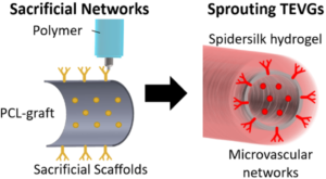Schematic showing the fabrication of vascularised tissue via freeform fabrication of sacrificial networks on electrospun polycaprolactone (PCL) grafts coated with a hydrogel layer.