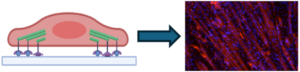 Schematic of tuneable-stiffness hydrogels with controlled display of types and distribution of ligands to control cell mechanobiology for skeletal muscle tissue engineering.