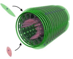 Schematic of fibrous tubes fabricated by electrospinning after biofunctionalisation, used for specific self-assembly of cells on their inner and outer surface.